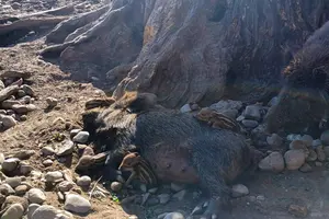 Wildpark in Tannheim mit Wildschweinen und Dammwild.